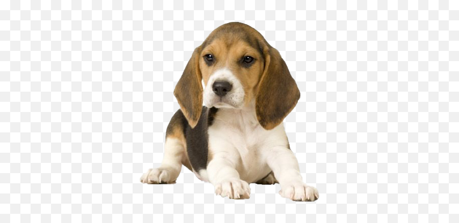 Beagle Dog Png - Beagle Puppy Png,Beagle Png