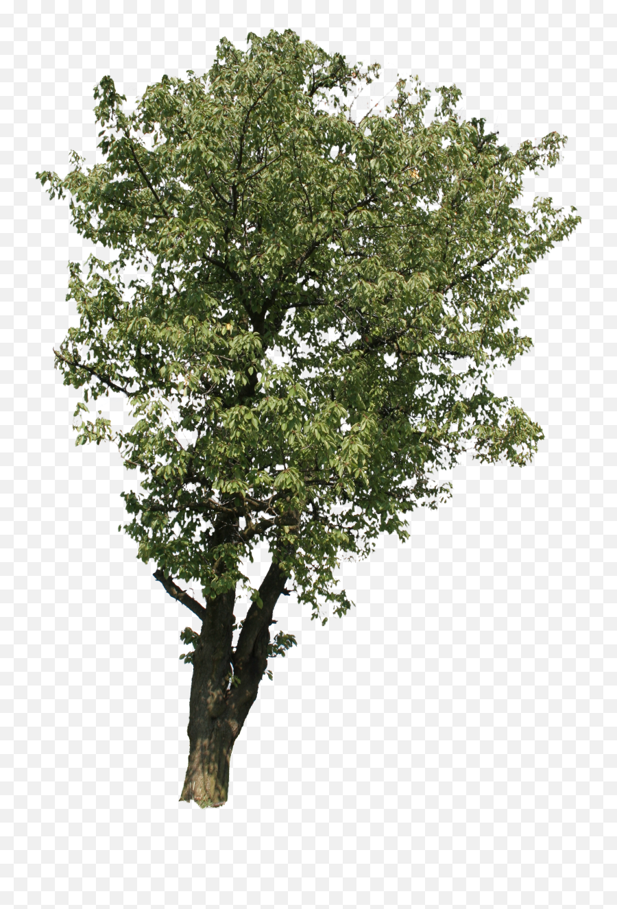 Download Pingl Par Riviere - Transparent Background Beech Kayn Aac Png,Green Tree Png