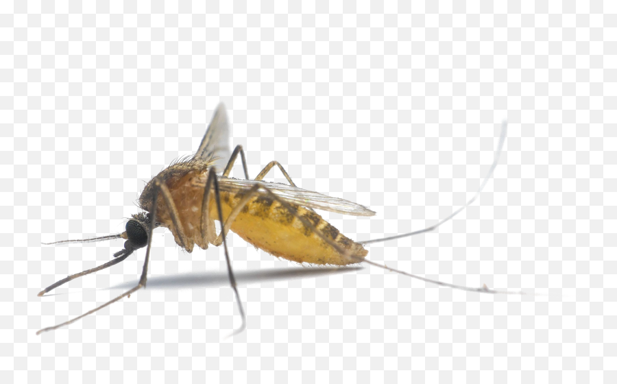 Mosquito Png Photo - Mosquito Malaria Vector,Mosquito Png
