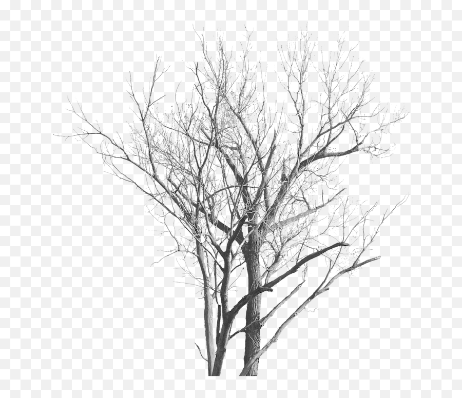 Dead Tree With No Leaves - Free Image On Pixabay Trees With No Leaves Png,Trees Background Png