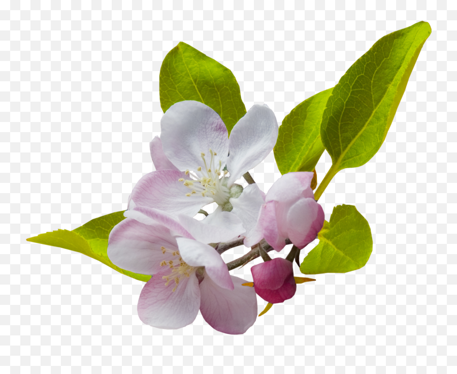 Border Flowers Desktop Wallpaper Clip Art - Spring Flowers Png,Spring Flowers Png