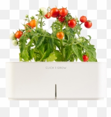Cherry Tomato Plant Png Image