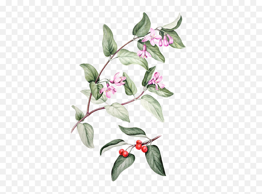 Tartarian Honeysuckle - Daphnes Png,Honeysuckle Png