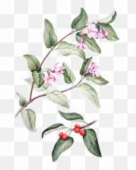 Tartarian Honeysuckle - Daphnes Png,Honeysuckle Png