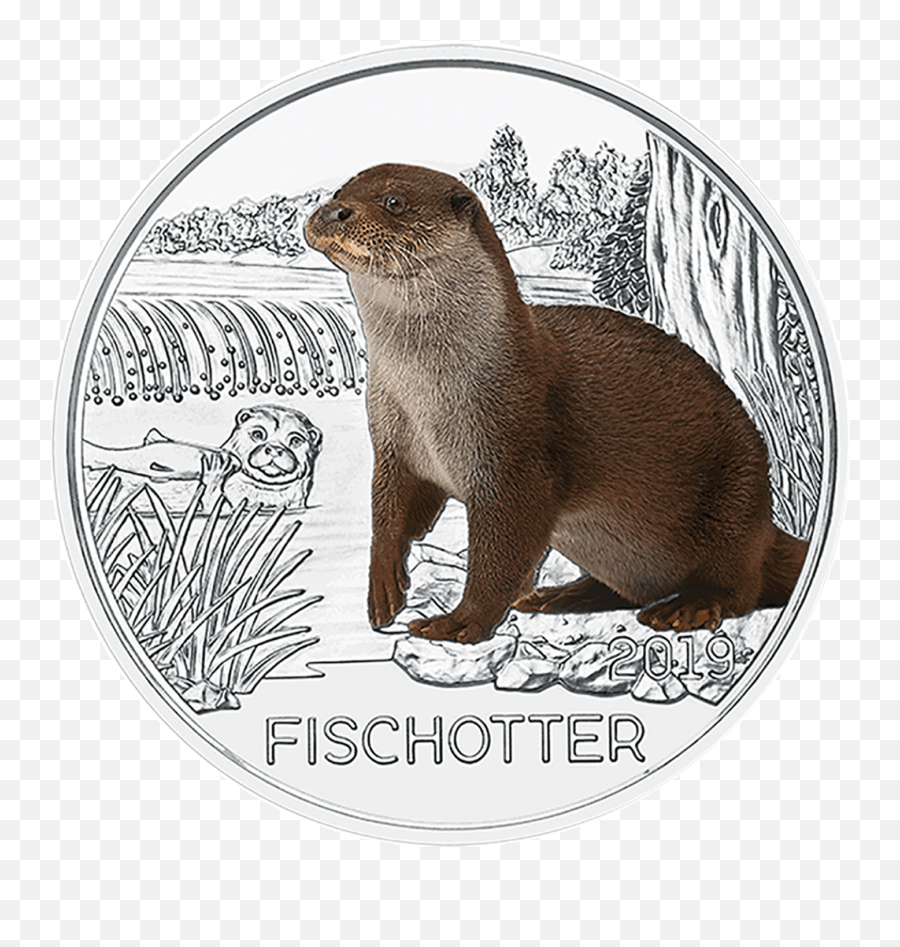 The Otter - Otter Coin Png,Otter Png