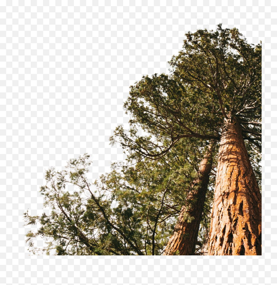 Redwood Forest Png U0026 Free 757560 - Png Redwood,Forest Tree Png