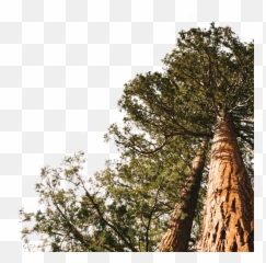 Redwood Forest Png U0026 Free 757560 - Png Redwood,Forest Tree Png