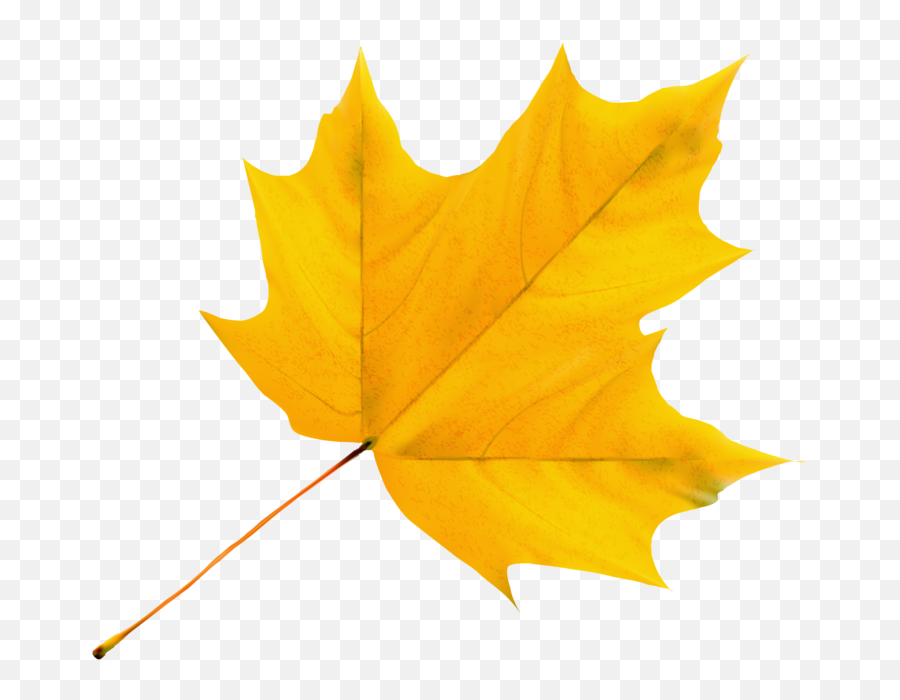 Album - Yellow Leaf Clipart Png Download Full Size,Tobacco Leaf Png