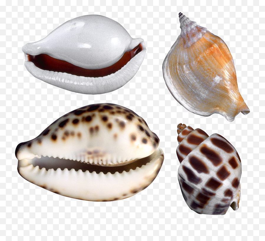 Seashell Png - Caracoles Conchas De Mar,Seashell Clipart Png