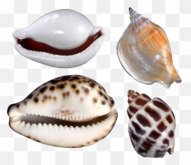 Seashell Png - Caracoles Conchas De Mar,Seashell Clipart Png