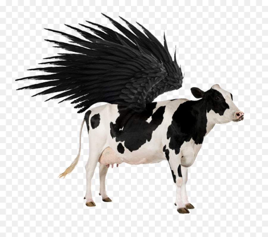 Flying Cow Png 5 Image - Animal Cow,Cow Transparent