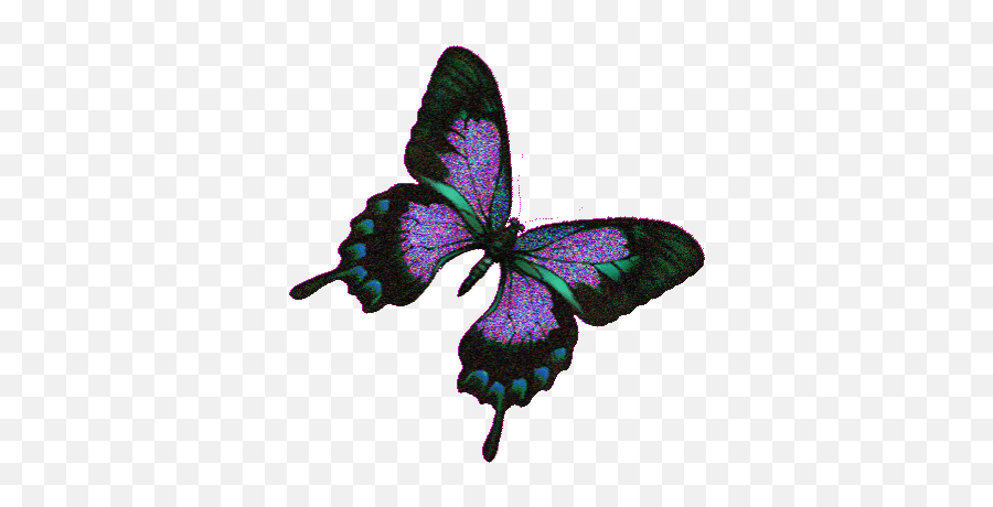 Top Butterfly Prince Stickers For Android U0026 Ios Gfycat - L Butterflie Gif Png,Butterfly Gif Transparent