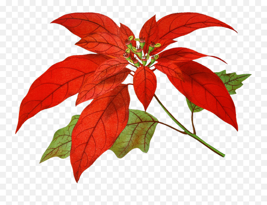 Poinsettia Flower Painting Art Free - Art Png,Poinsettia Transparent Background