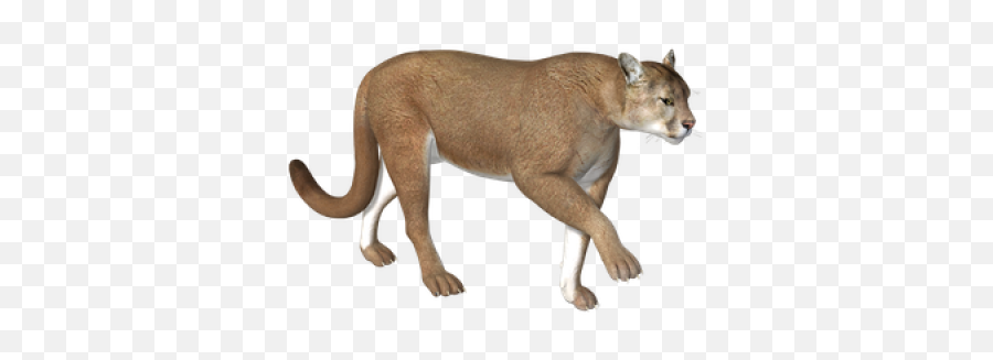Download Free Png Mountain Lion - Mountain Lion No Background,Mountain Lion Png