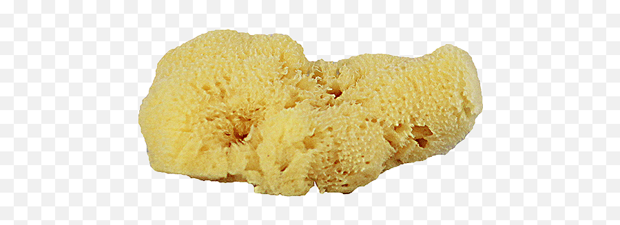 Sea Sponge Png 1 Image - Biscuit,Sponge Png
