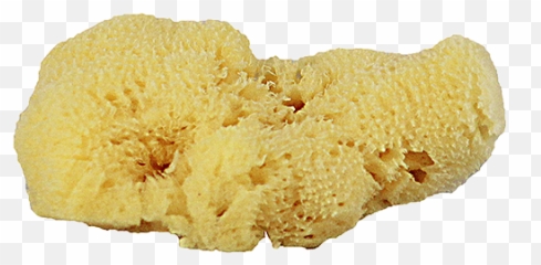 Sea Sponge Png 1 Image - Biscuit,Sponge Png