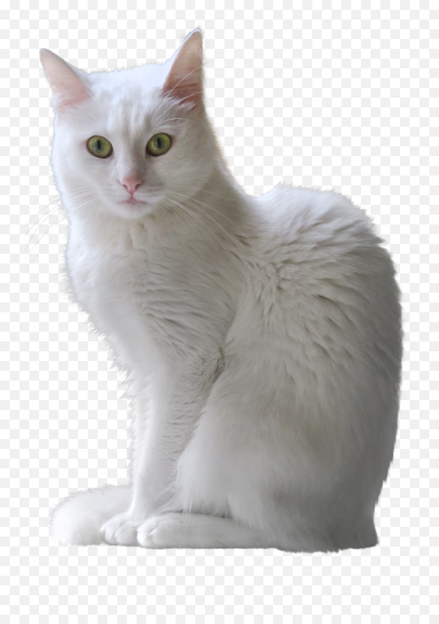 White Cat Transparent Background - Transparent Background White Cat Png,Cat With Transparent Background