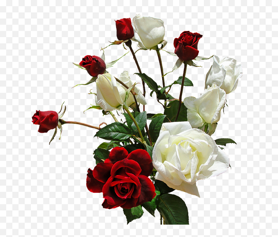 Download White Rose Png 5 Buy Clip Art - Transparent Love Rose Flowers Images Hd,White Rose Png