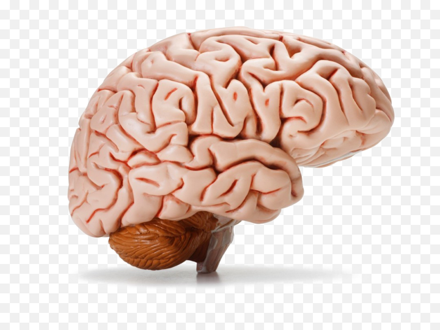 The Human Brain Body Homo Sapiens - Transparent Background Brain Transparent Png,Human Brain Png
