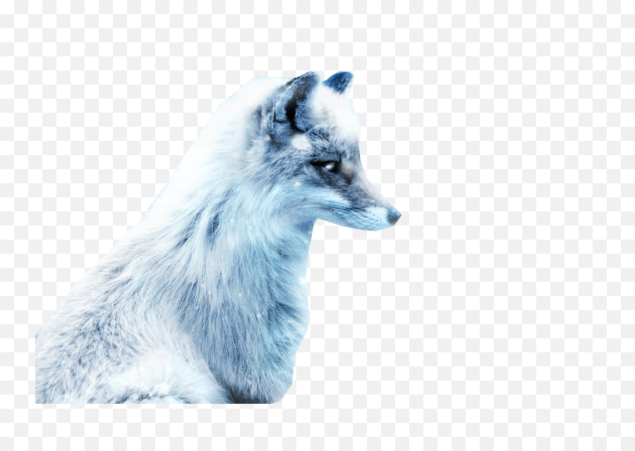 Arctic Snow Fox Png Image - Arctic Fox Png,Snow Overlay Png