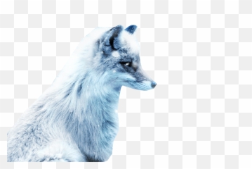 Arctic Snow Fox Png Image