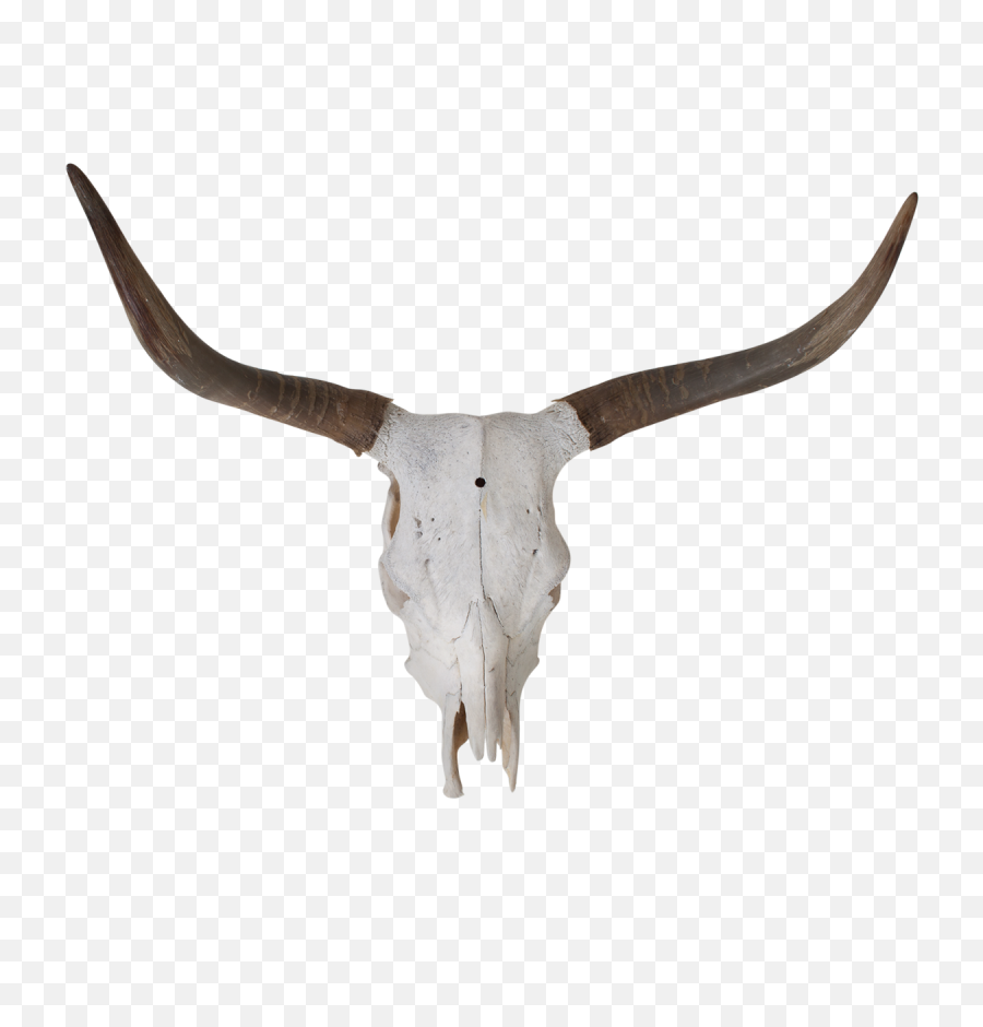 Bull Skull - Texas Longhorn Transparent Cartoon Jingfm Png,Longhorn Png