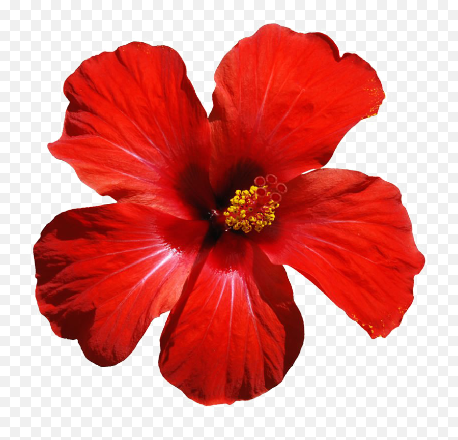 Red Flowers Png Download Image Arts - Hibiscus Flower Png,Hawaiian Flowers Png