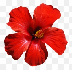 Red Flowers Png Download Image Arts - Hibiscus Flower Png,Hawaiian Flowers Png