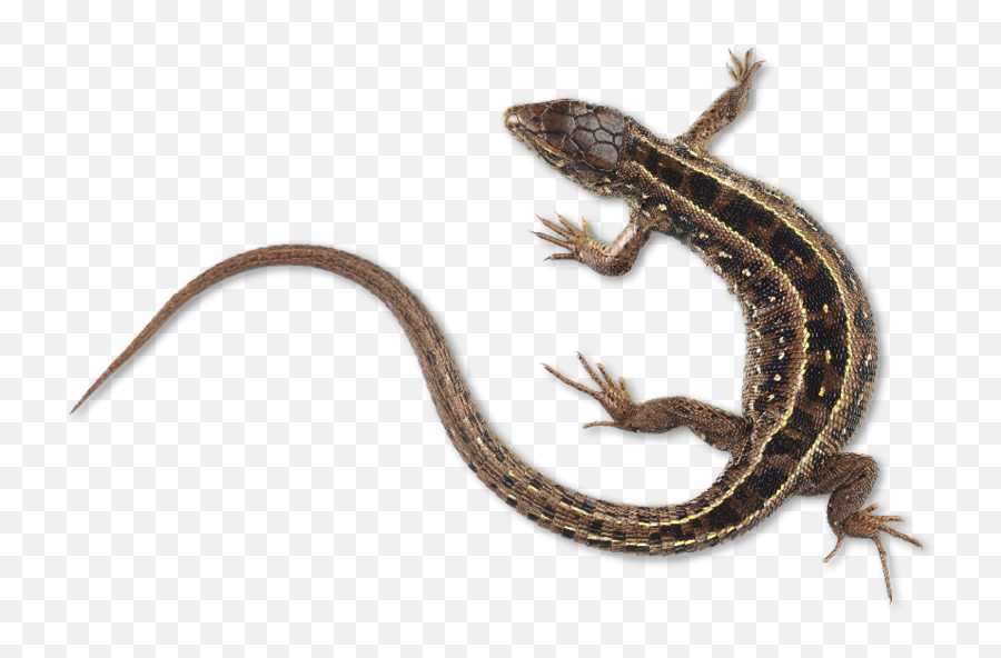 Poop Patrol - Pct Pest Control Technology Lizard Poop With White Tip Png,Reptiles Png