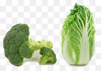 Download Hd Asian Cuisine Choy Sum Chinese Cabbage Napa - Long Cabbage Png,Cabbage Png