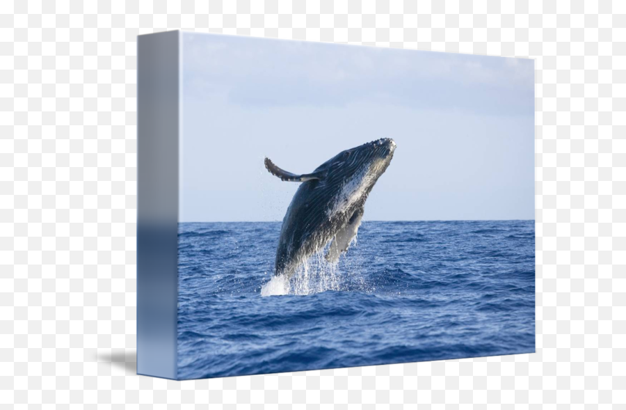 Hawaii Maui Humpback Whale Breaching By Design Pics - Humpback Whale Png,Humpback Whale Png