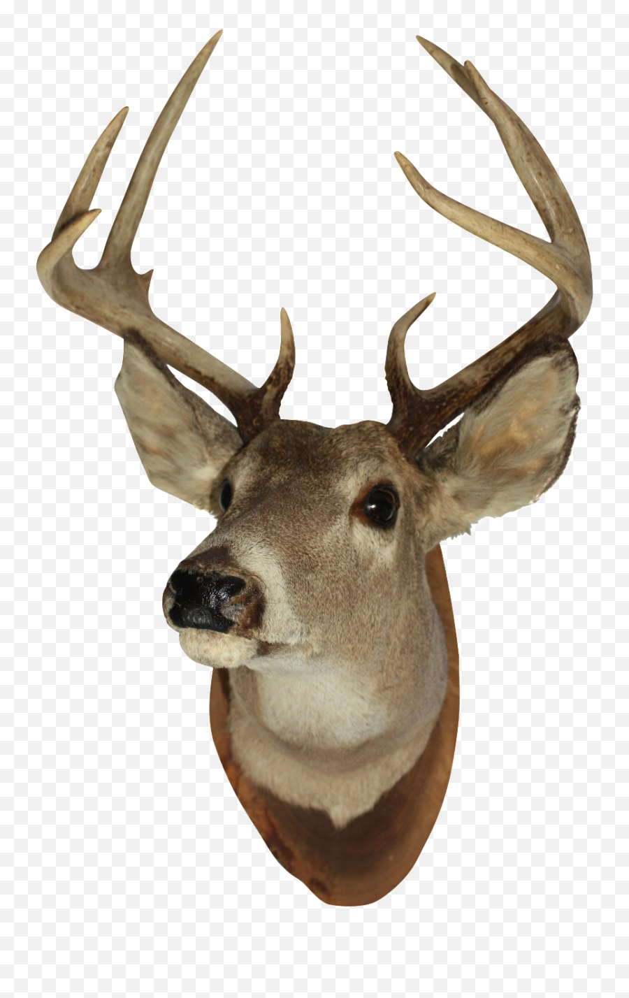 Deer Mount - Deer Head Png,Deer Head Png