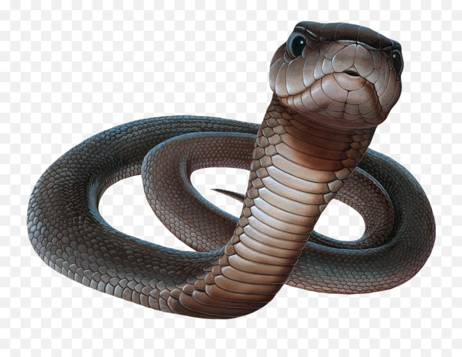 Snake Wallpaper - Black Mamba Png,Snake Scales Png - free transparent png  images 