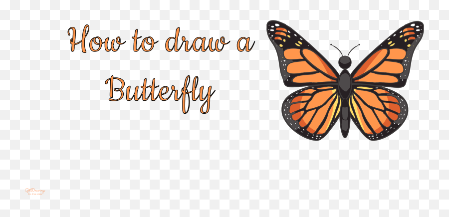 How To Draw A Butterfly Getdrawingscom - Drawing Png,Monarch Butterfly Png
