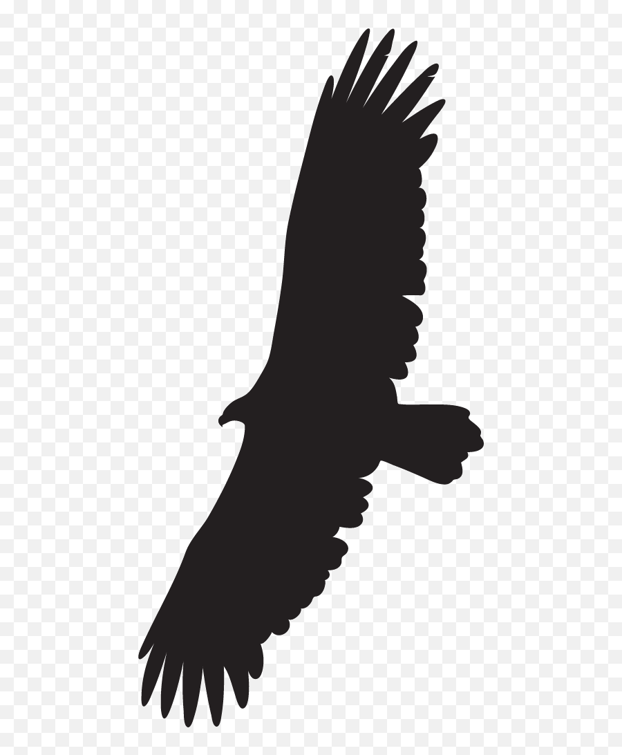 Bird Wing Png - Black Vulture Golden Eagle 232747 Vippng Flying Vulture Drawing Easy,Golden Eagle Png