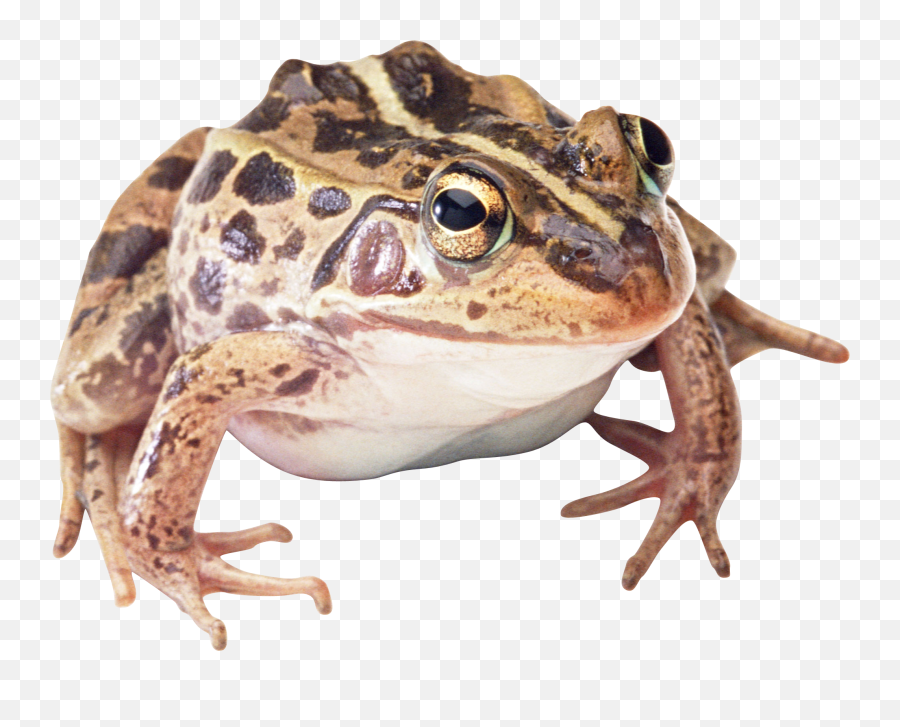 Wood Frog Transparent Background - Wood Frog Clear Background Png,Frog Transparent Background