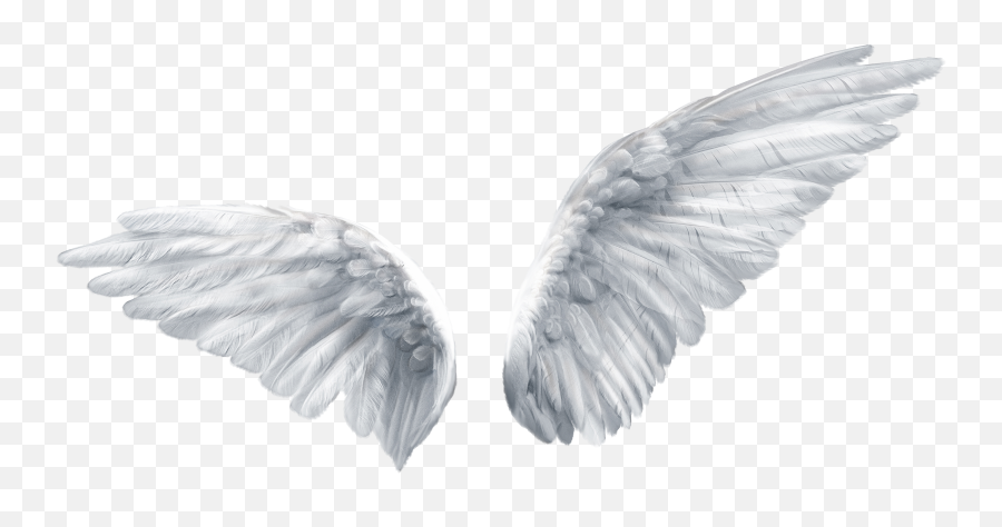 Wing Butterfly Angel Clip Art - Transparent Background Angel Wings Png,Wing Png