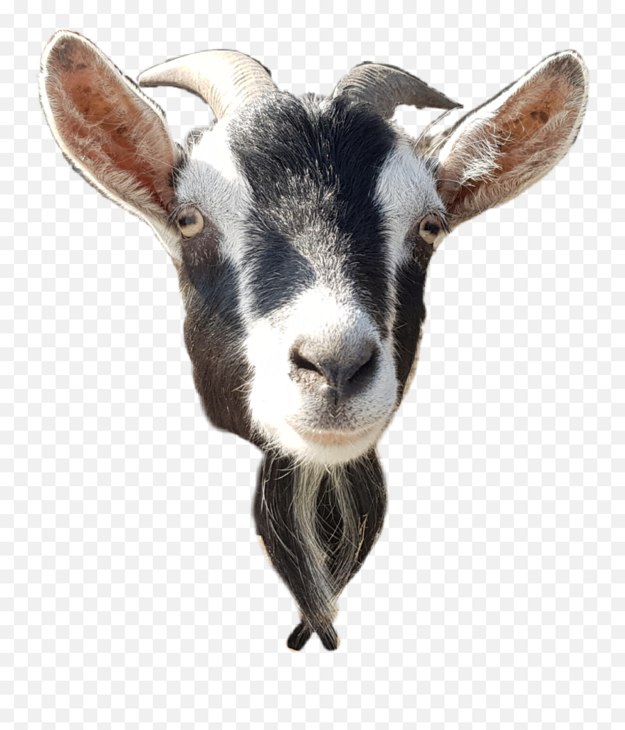 Download Goat Sticker - Transparent Goat Head Png,Goat Transparent Background