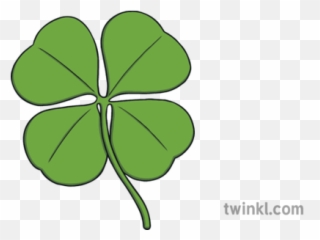 Four Leaf Clover Shamrock Illustration - Twinkl 4 png