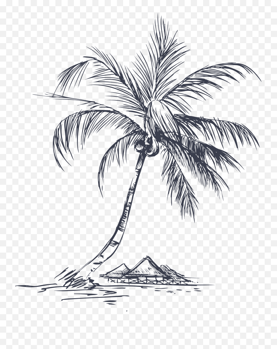 White Palm Tree Png - Drawing Detail Palm Tree Coconut Palm Tree Line Drawing,Palms Png