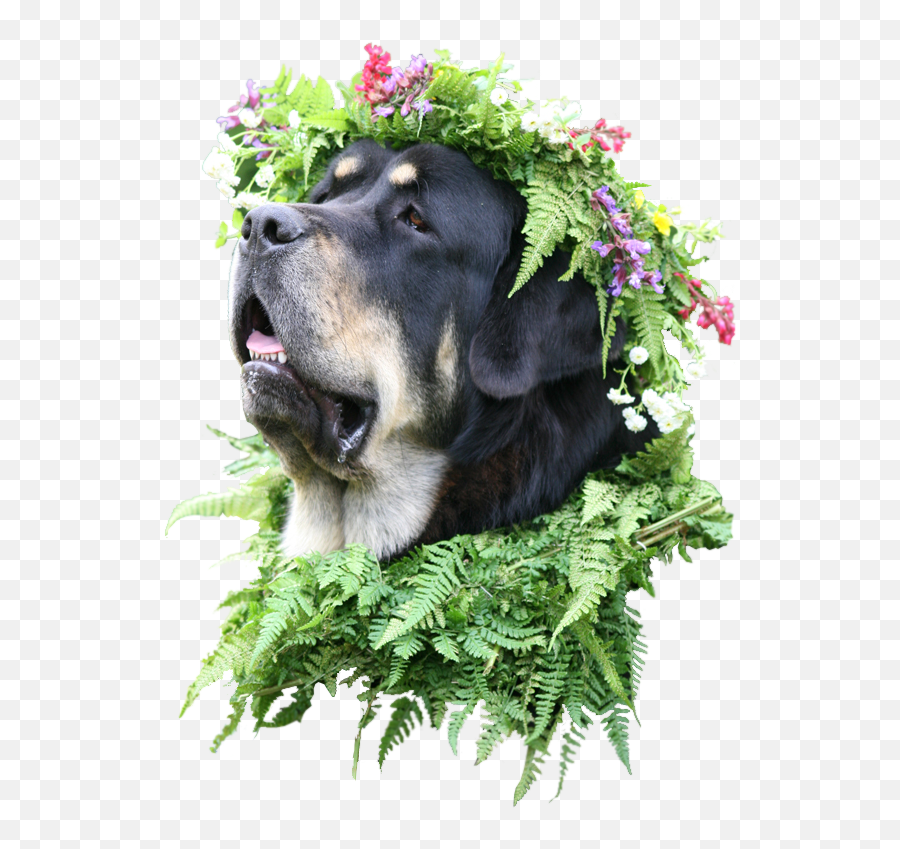 Flower Crown Png Transparent - Animaldog With Flower Crown Mastiff With Flower Crown,Flower Crown Transparent