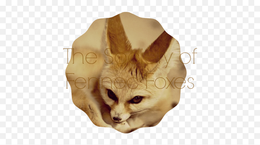 Download Hd Fennec Fox Society Banner - Small Dogs That Fennec Foxes Png,Fennec Fox Png