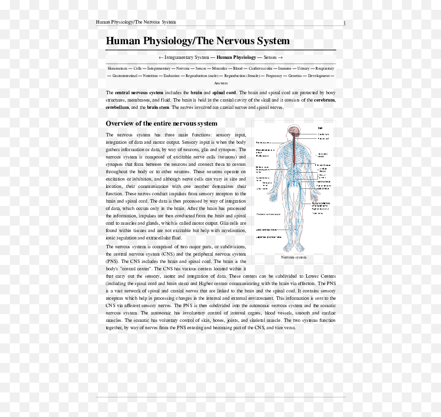 Download Nervous System Diagram Hd Png - Uokplrs Nervous System Diagram,Nervous System Png