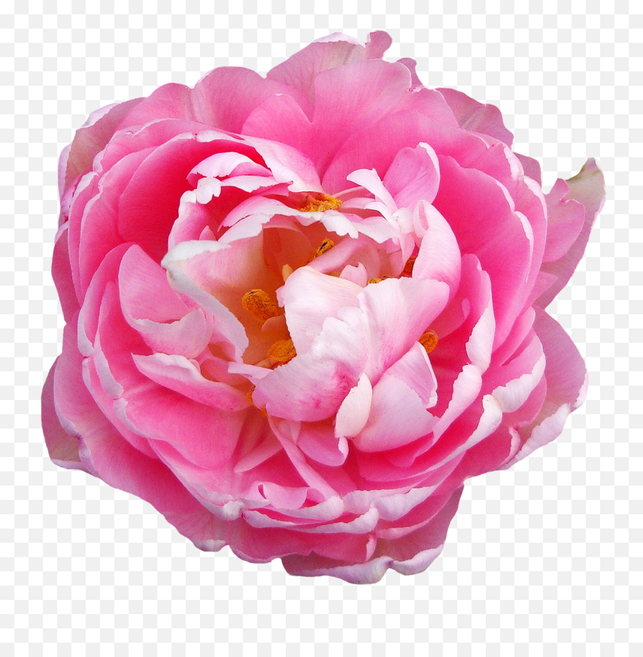 Download Pink Rose Flower Png Image For - Transparent Background Flowers Png Hd,Rose Flower Png