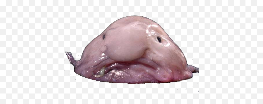Blobfish Png Image - Blobfish Png,Blobfish Png