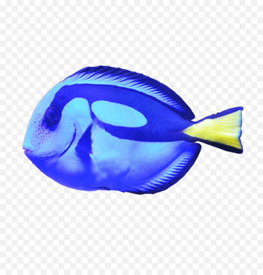 Blue Tang Png Fish Image Dory Type - Blue Tang Png,Fish Bowl Transparent Background