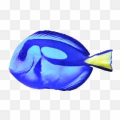 Blue Tang Png Fish Image Dory Type