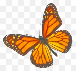 Nature Centers Png Monarch