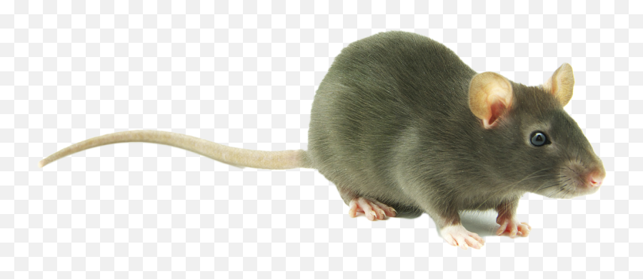 Download Cute Rat Transparent Png Image - Rat Png Transparent Background,Rat Transparent Background