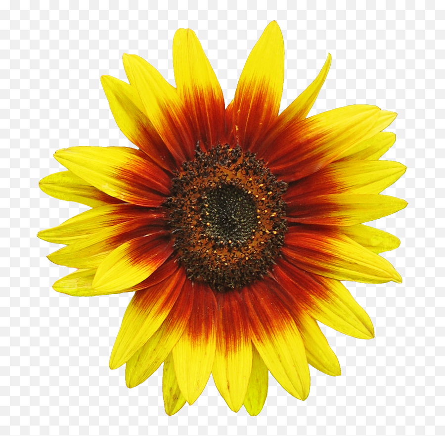 Free Sunflower Clipart Image 2 Clip Art - Sunflower Illustration Png,Sunflower Clipart Png